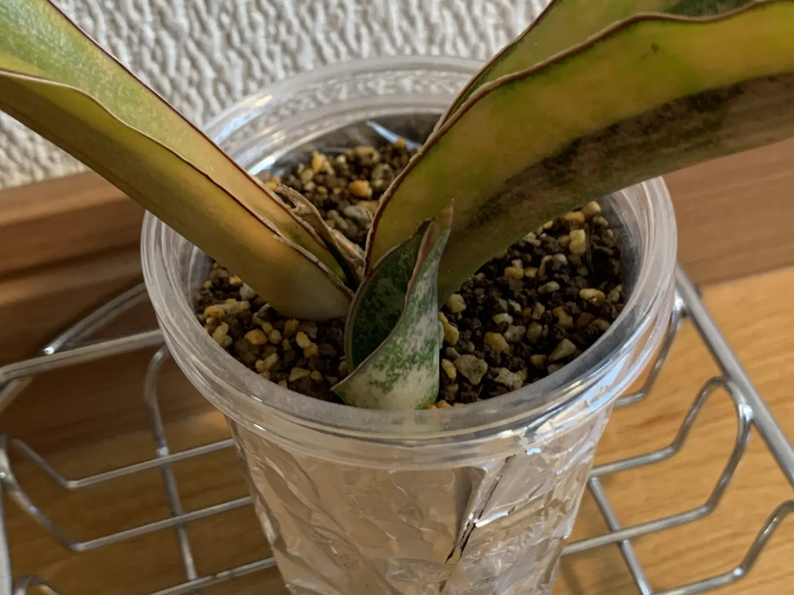 サンセベリア　キルキーコパトーン　斑入り