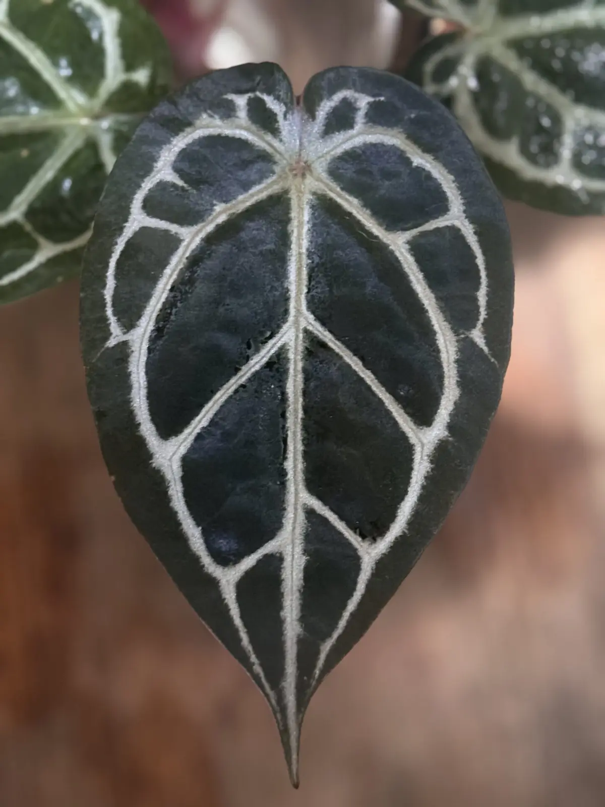 アンスリウム フォルゲッティ× SKG パープルエマージェント