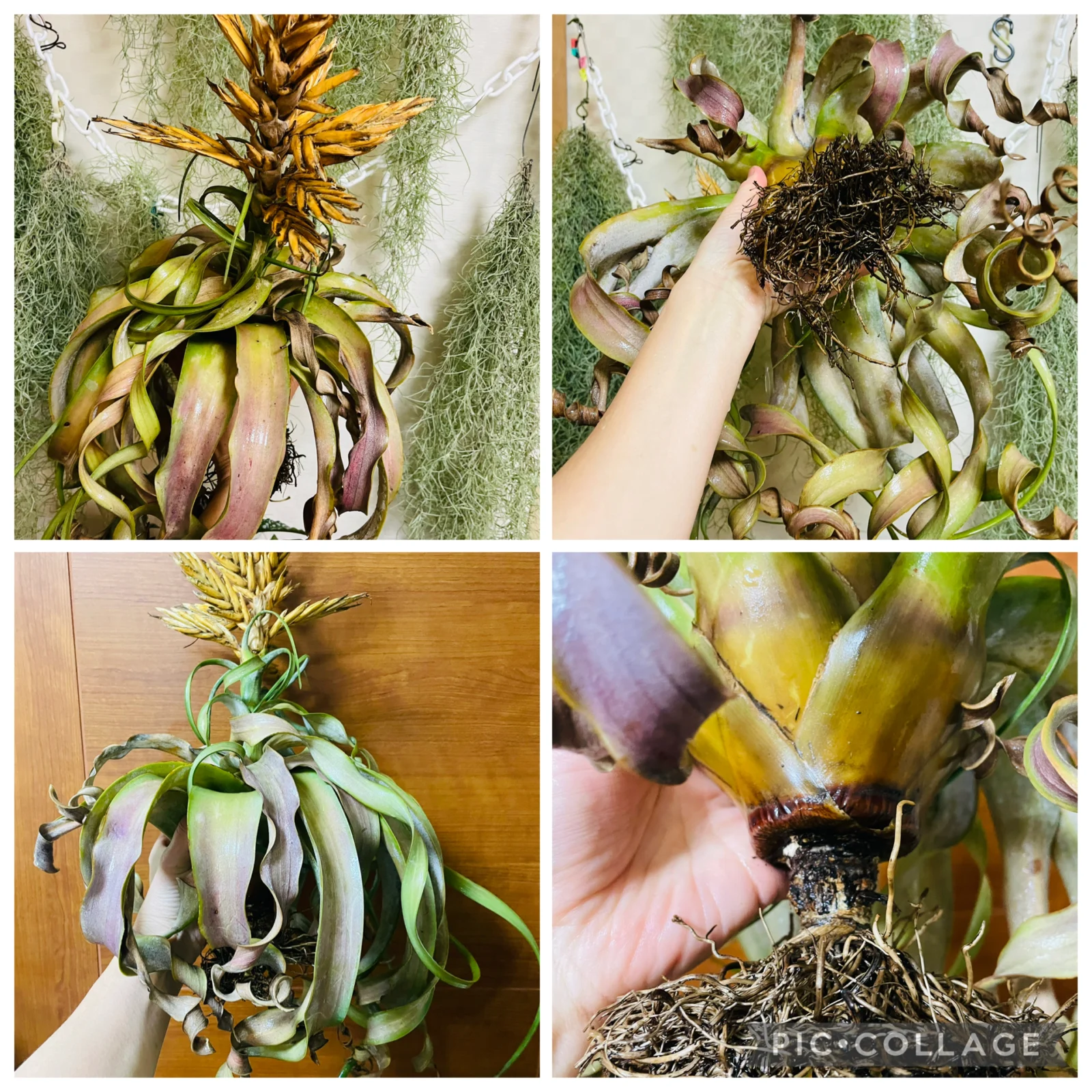 ティランジア　キセログラフィカ