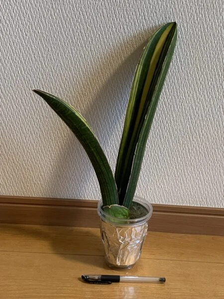 サンセベリア