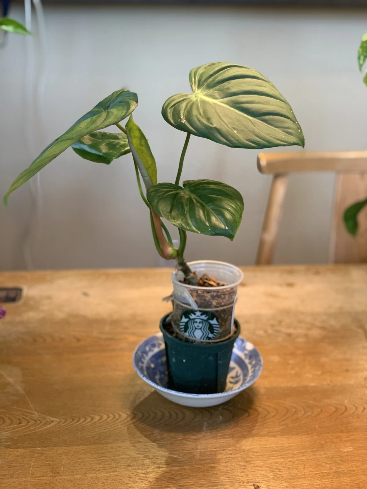 フィロデンドロン　マクドウェル　