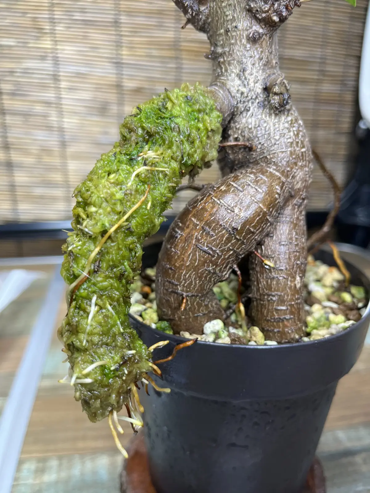 ガジュマル　気根チャレンジ　⑧