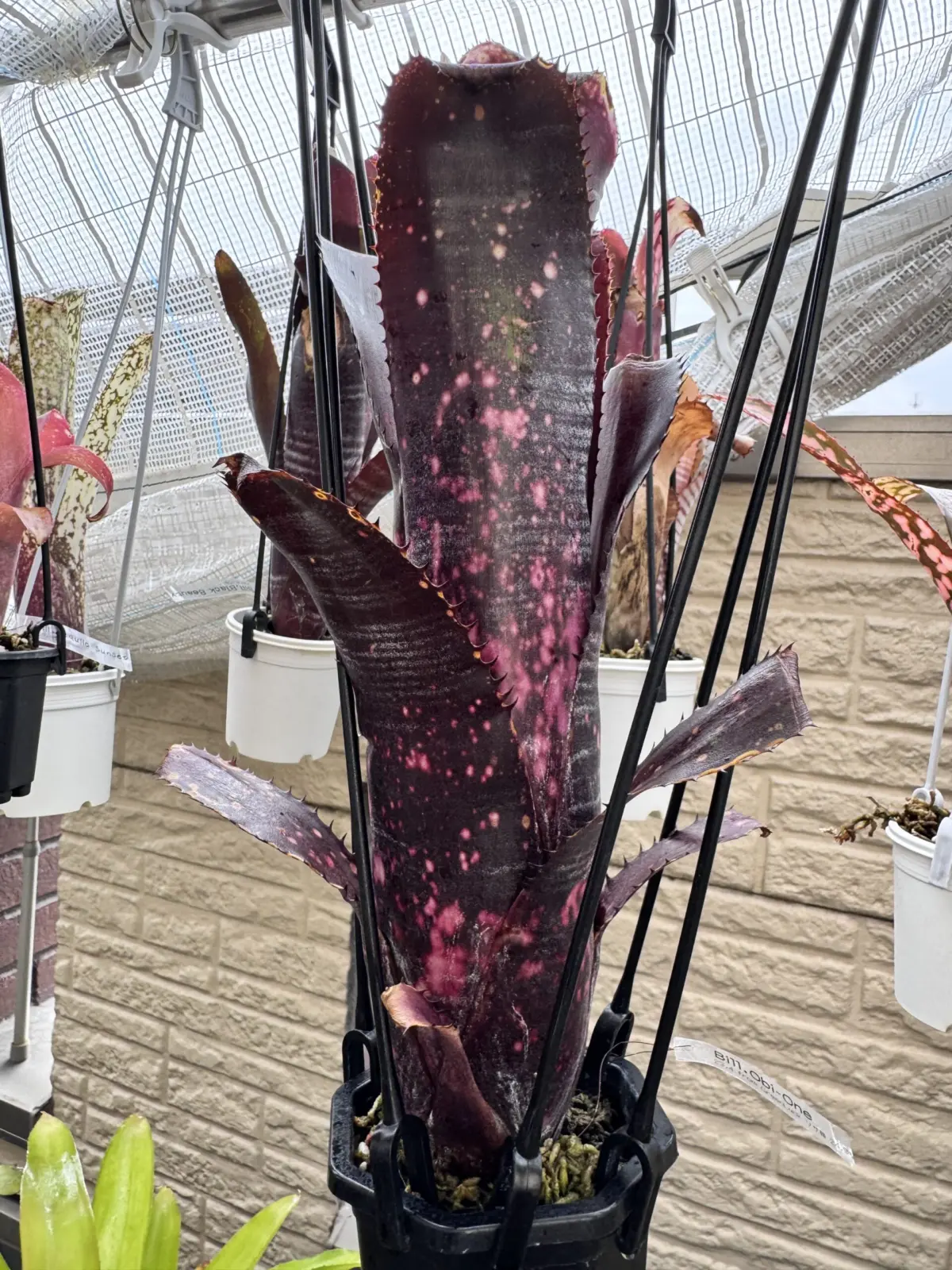 ビルベルギア　オビワン