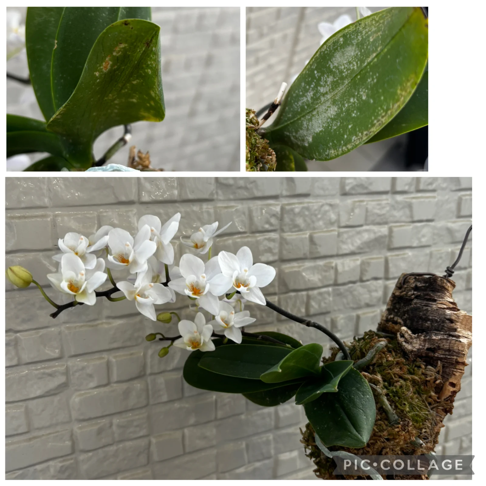 胡蝶蘭　カララ