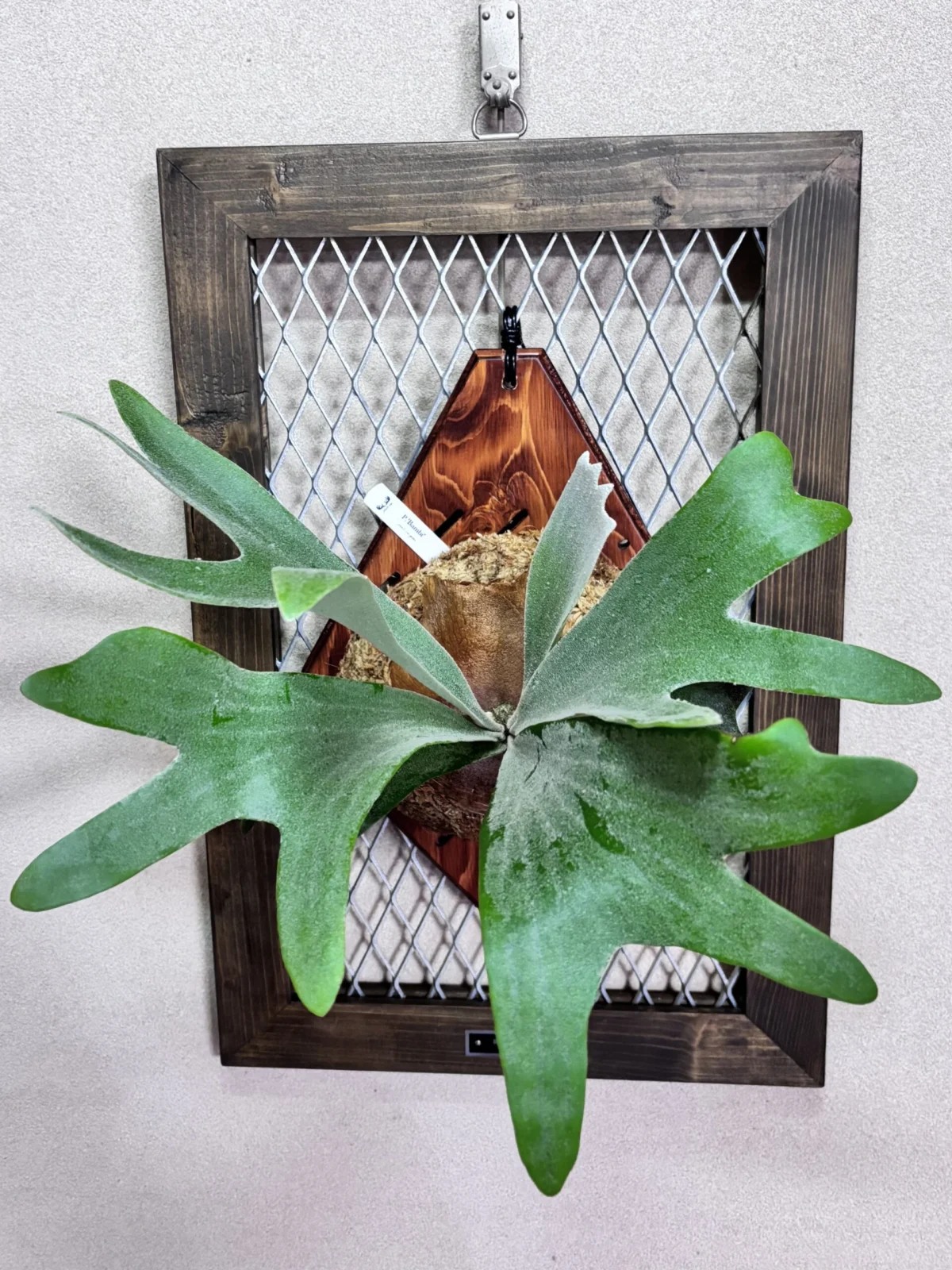 ビカクシダ　バンビ