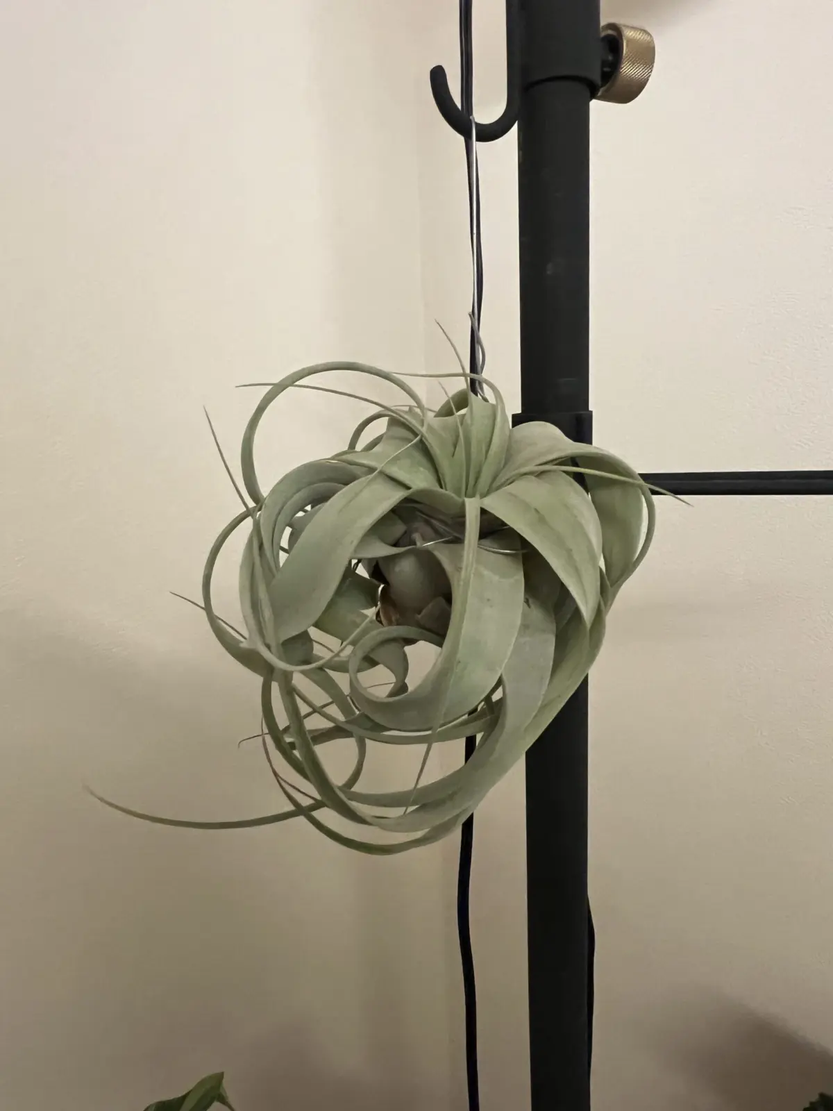 チランジア・キセログラフィカ