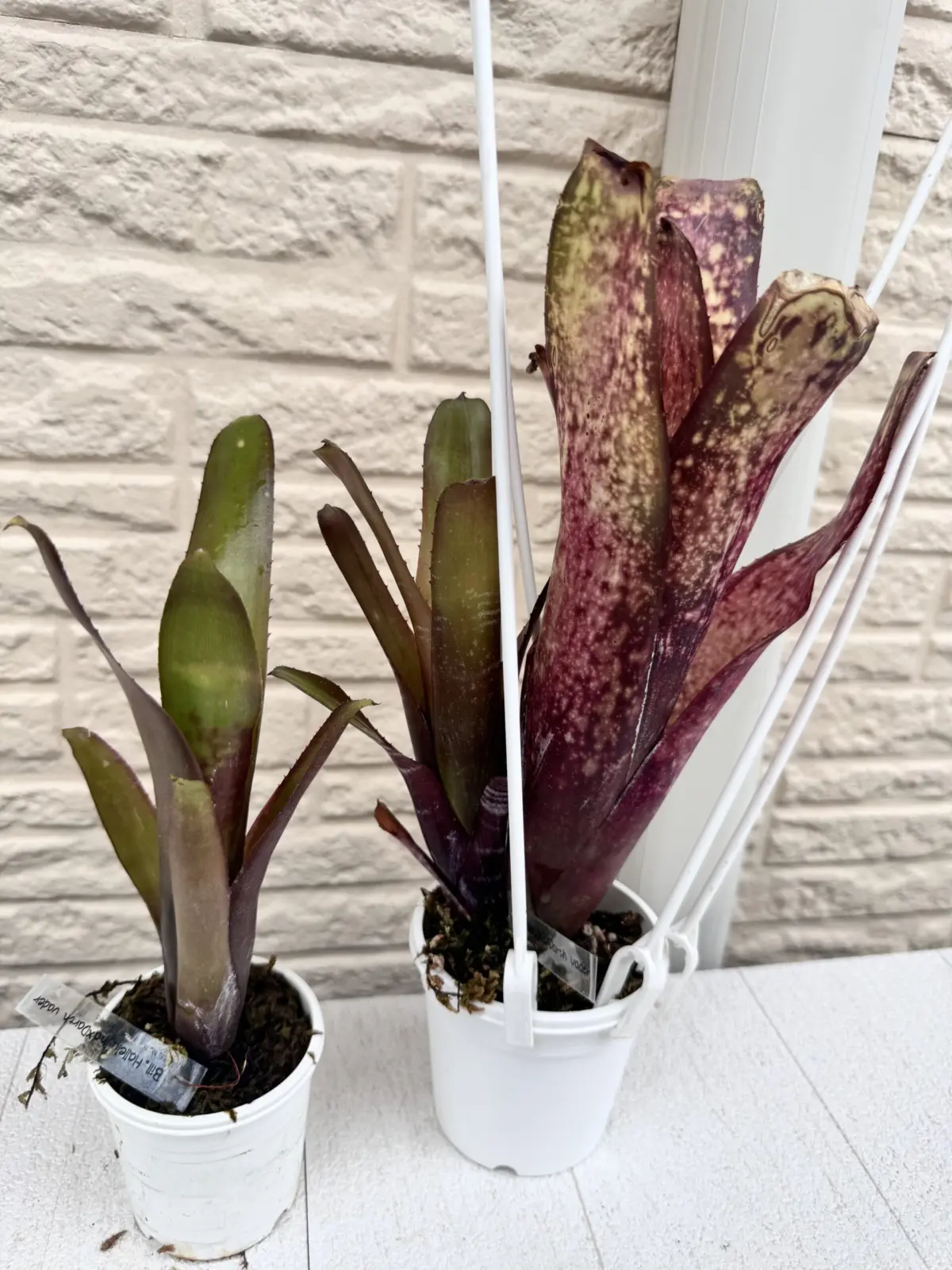 ビルベルギア　ハレルヤ×ダースベイダー　実生