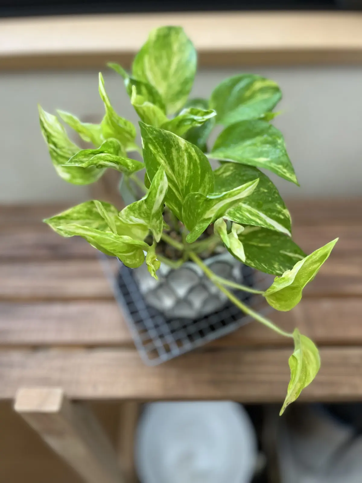 ポトス テルノ エスプリ