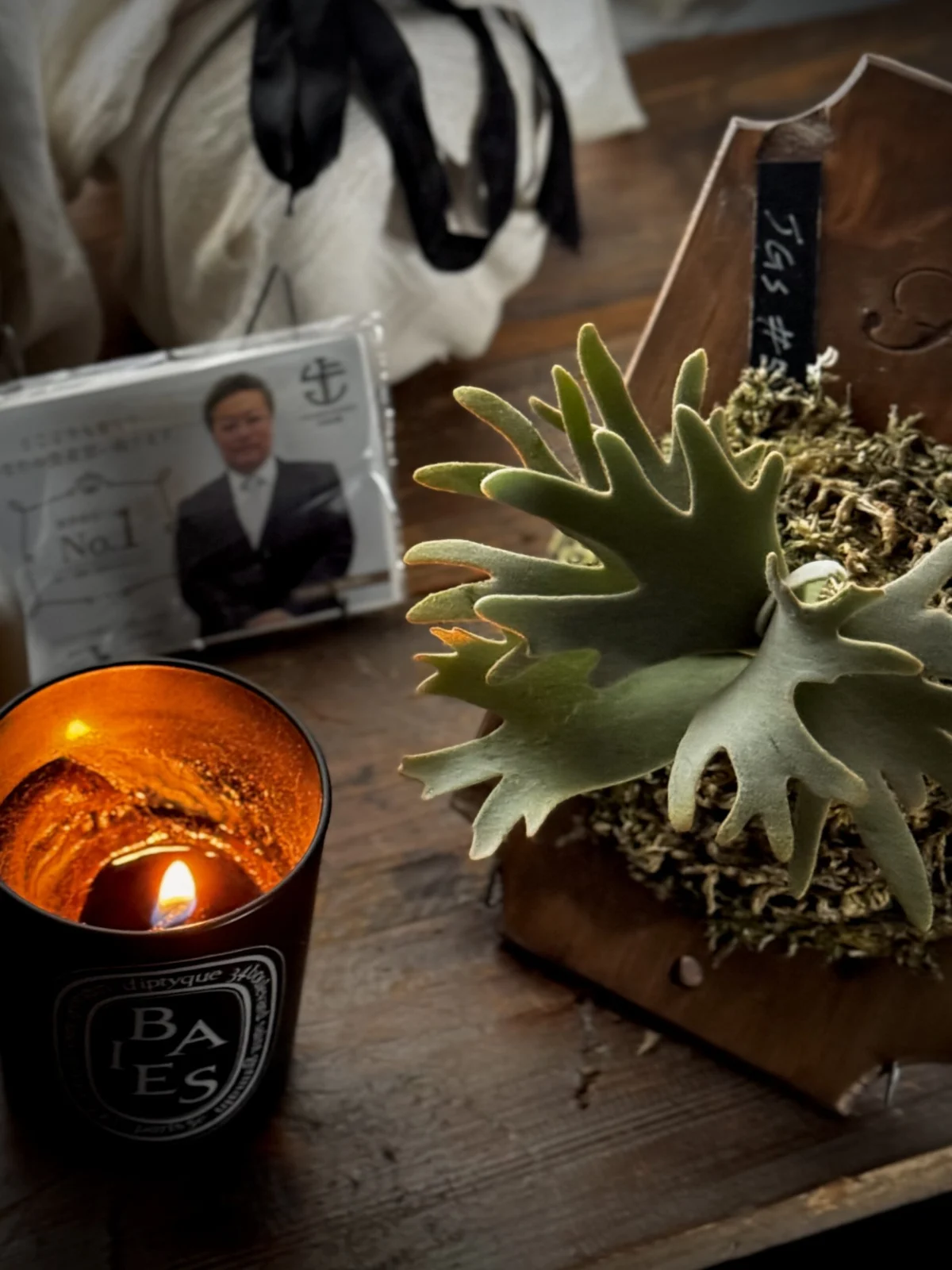 ビカクシダ ジェイドガール スポア