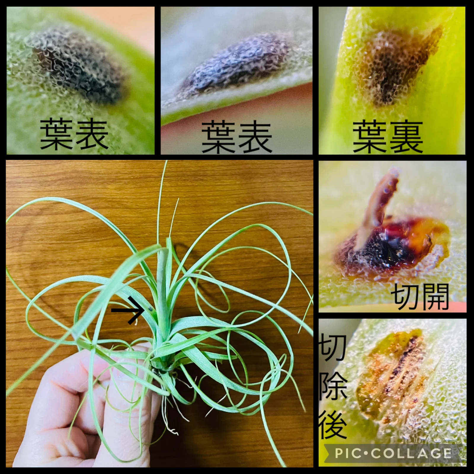 ティランジア　蜜？　樹液？　病気？