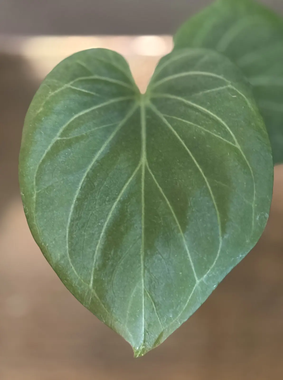 アンスリウム キングオブスペーズ