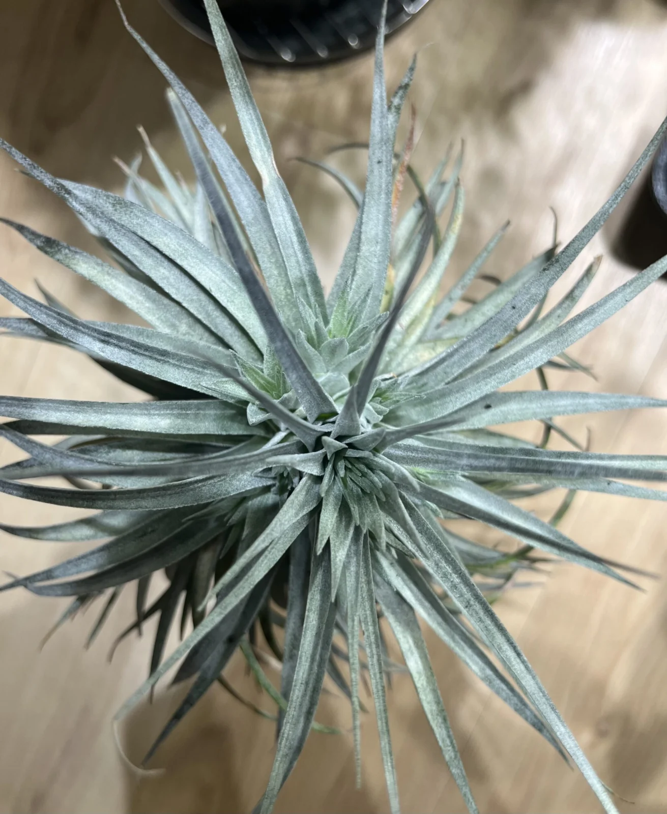 ティランジア　コットンキャンディ　子株