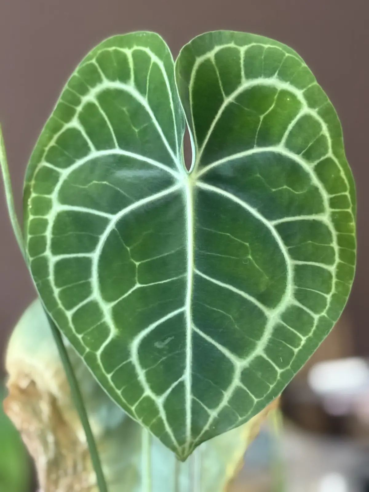 アンスリウム クラリネルビウム