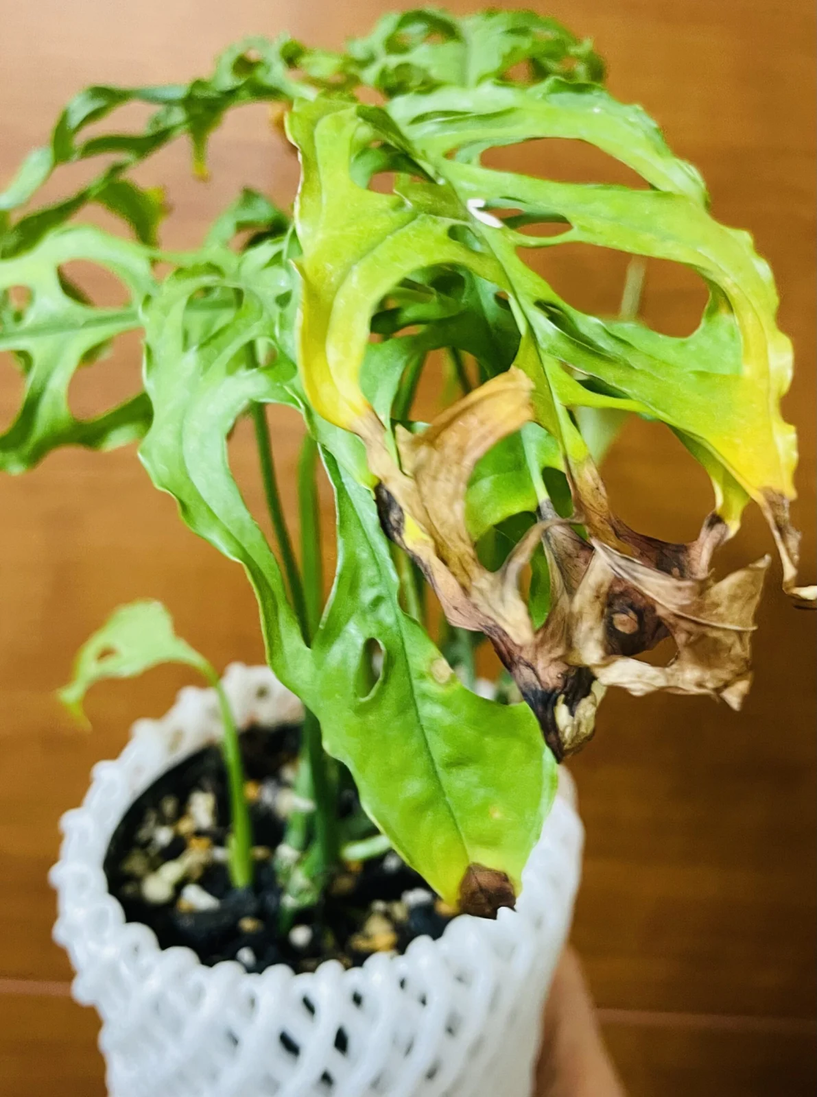 モンステラ　オブリクア　葉の枯れ