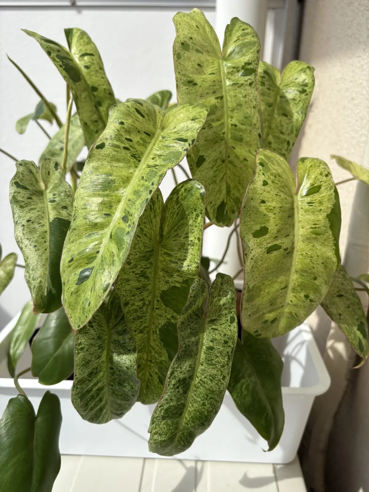 フィロデンドロン　パライソベルデ