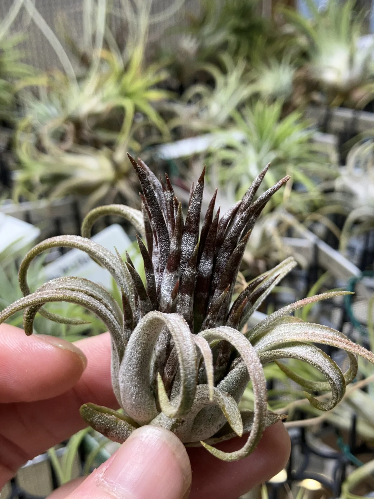 チランジア　イオナンタ　パープルハート