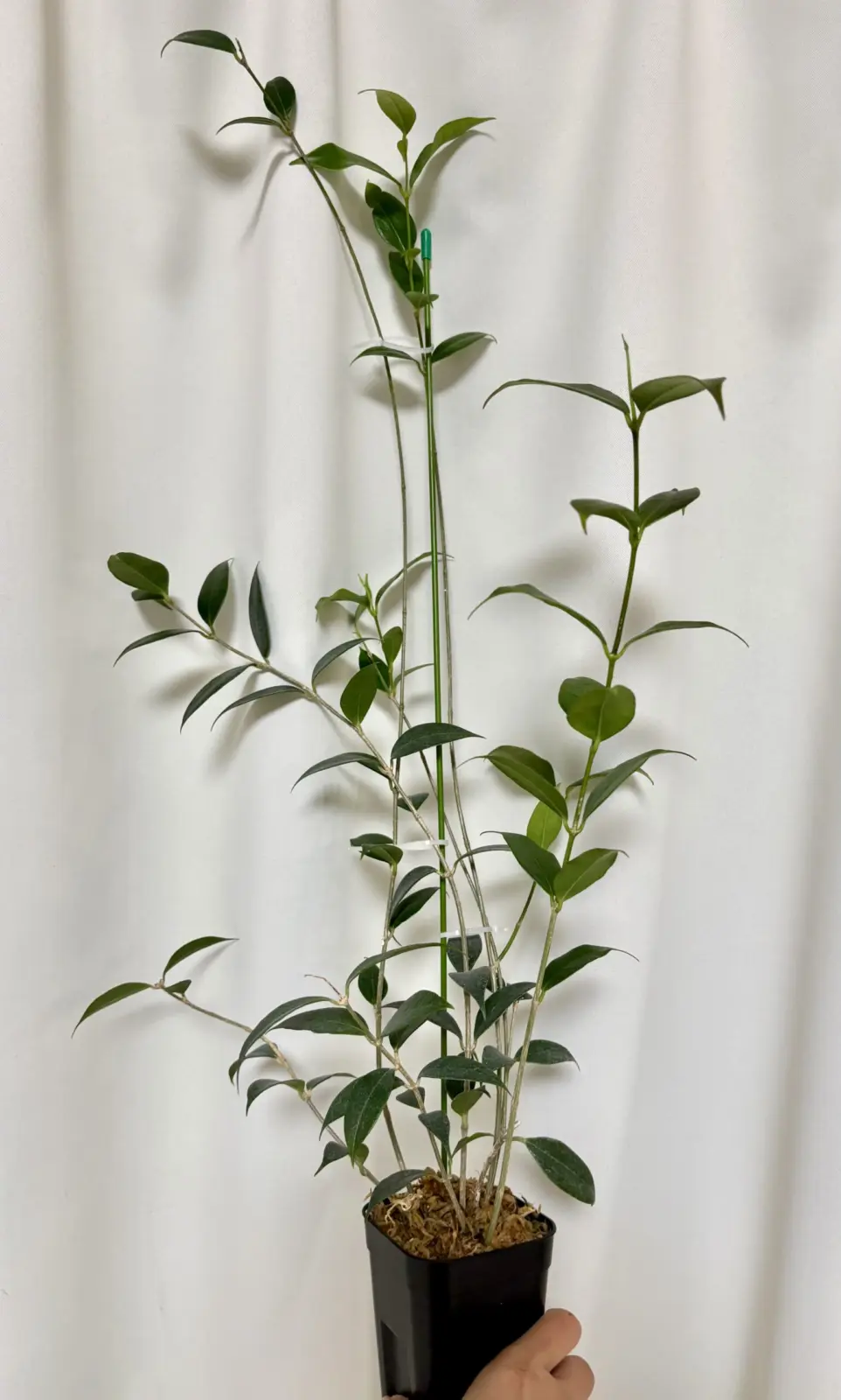 ホヤ　マピゲラ#7