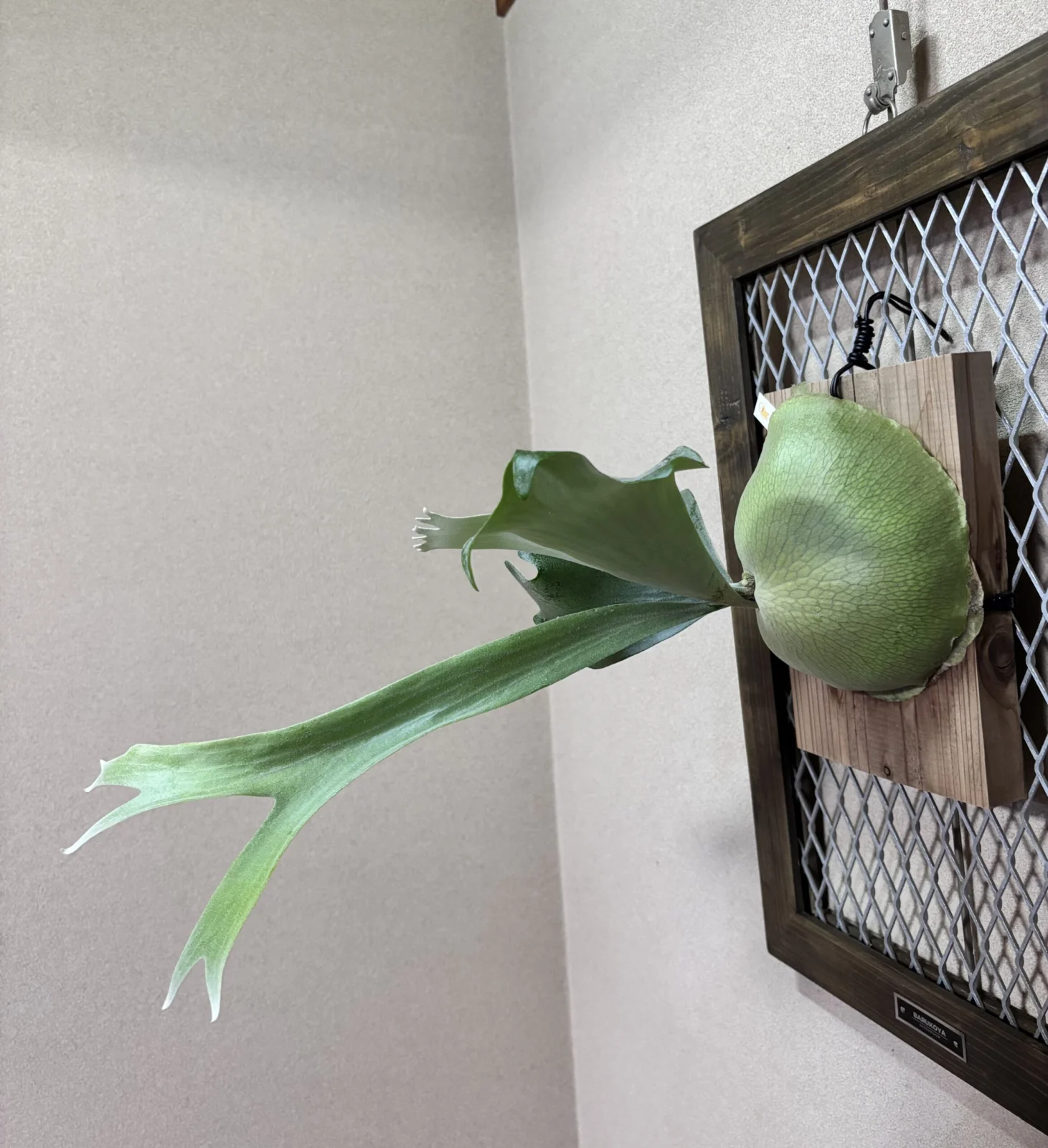 ビカクシダ　ウィリンキー 胞子培養