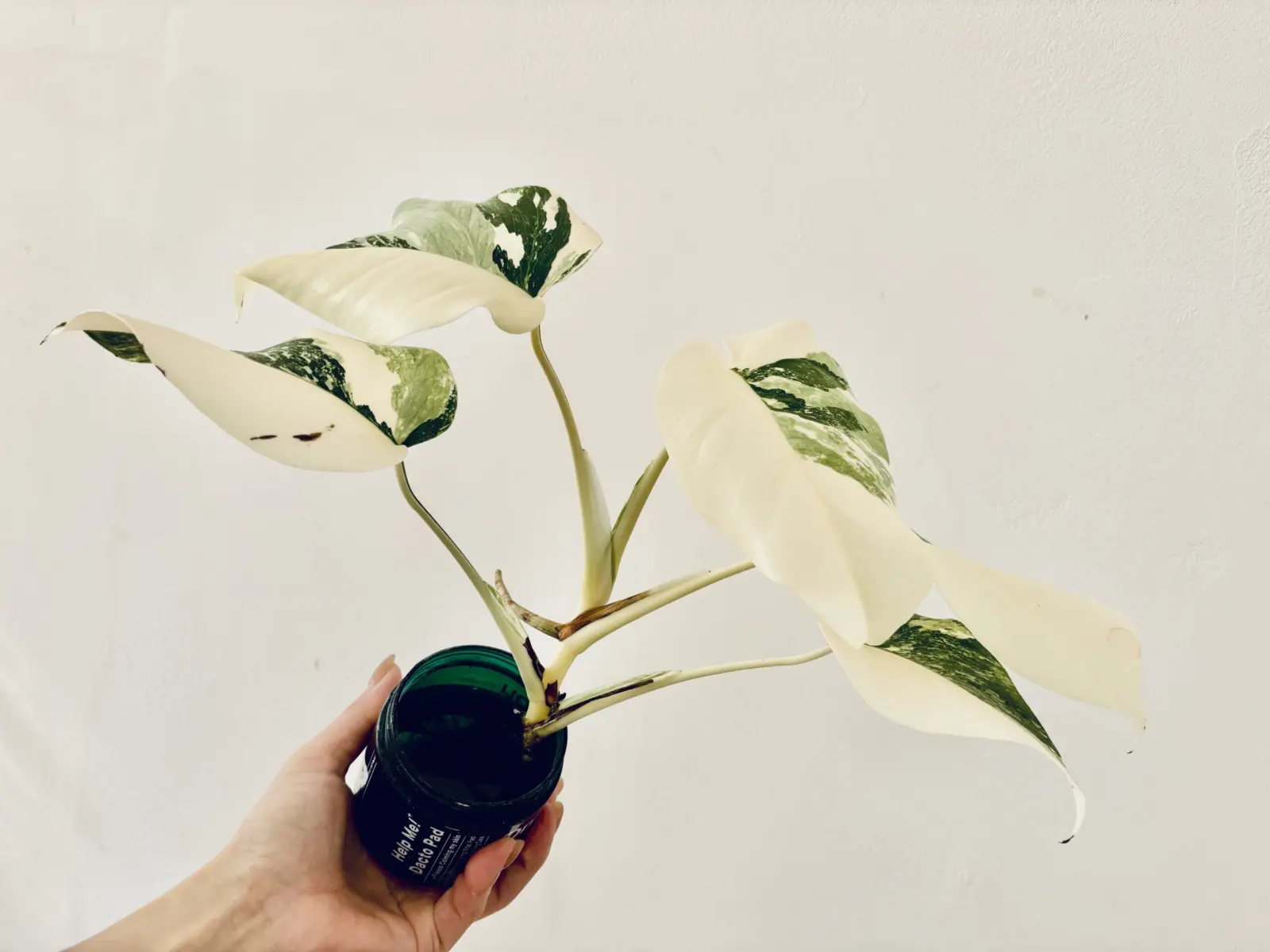 斑入りモンステラ