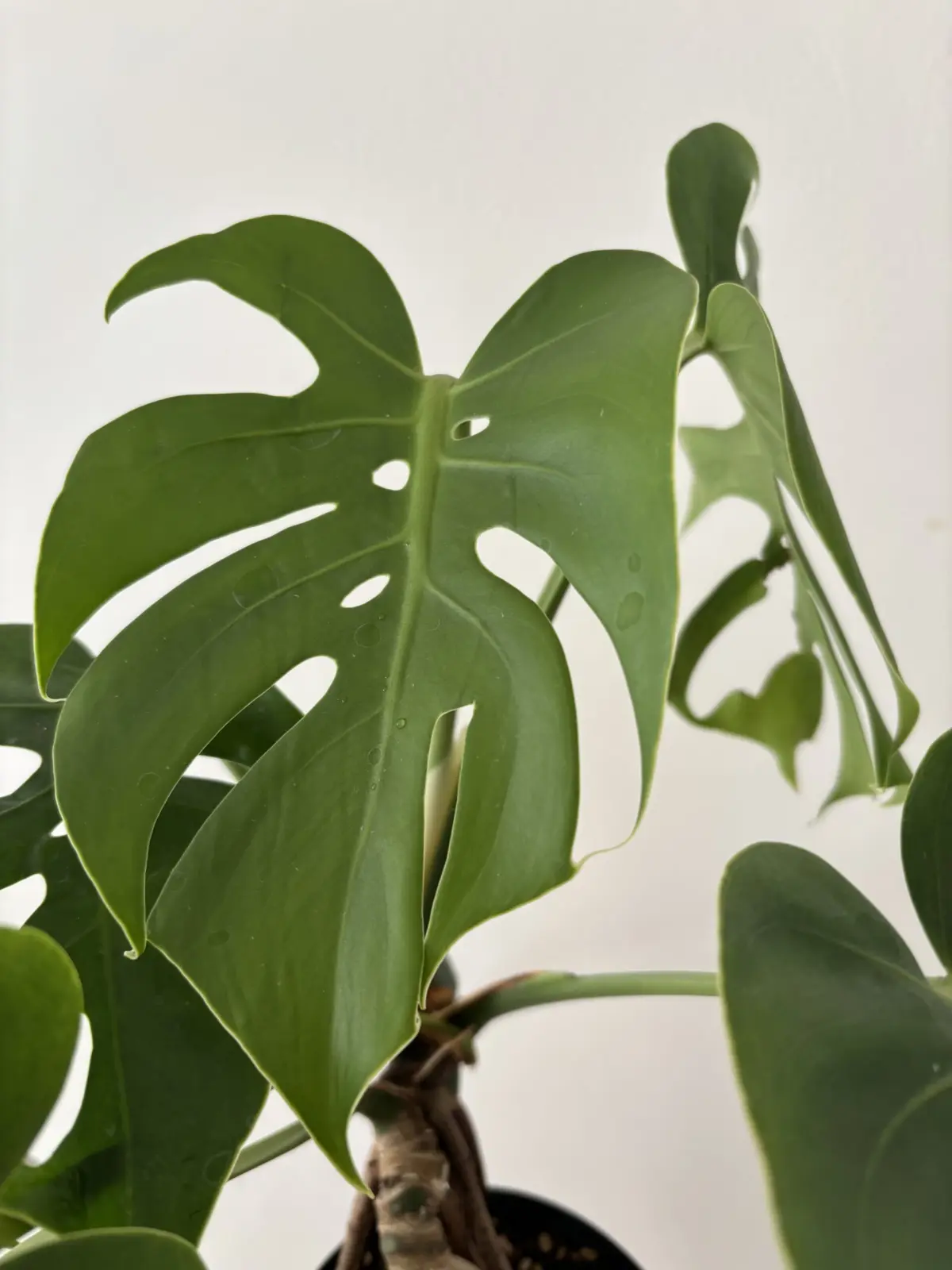 モンステラ コンパクタ