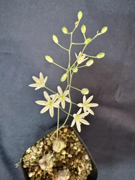 ケープバルブ　オーニソガラム トルツオスム　ちぢれ玉　開花