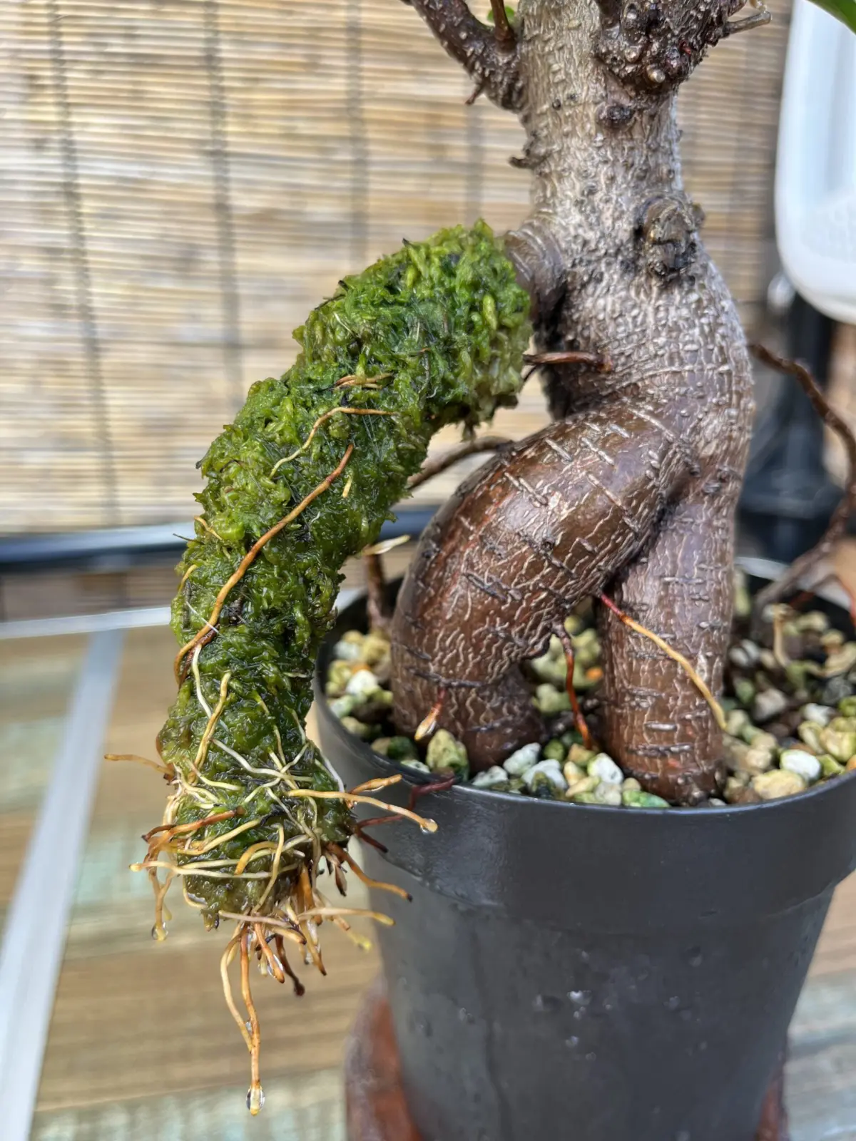 ガジュマル　気根チャレンジ　⑩