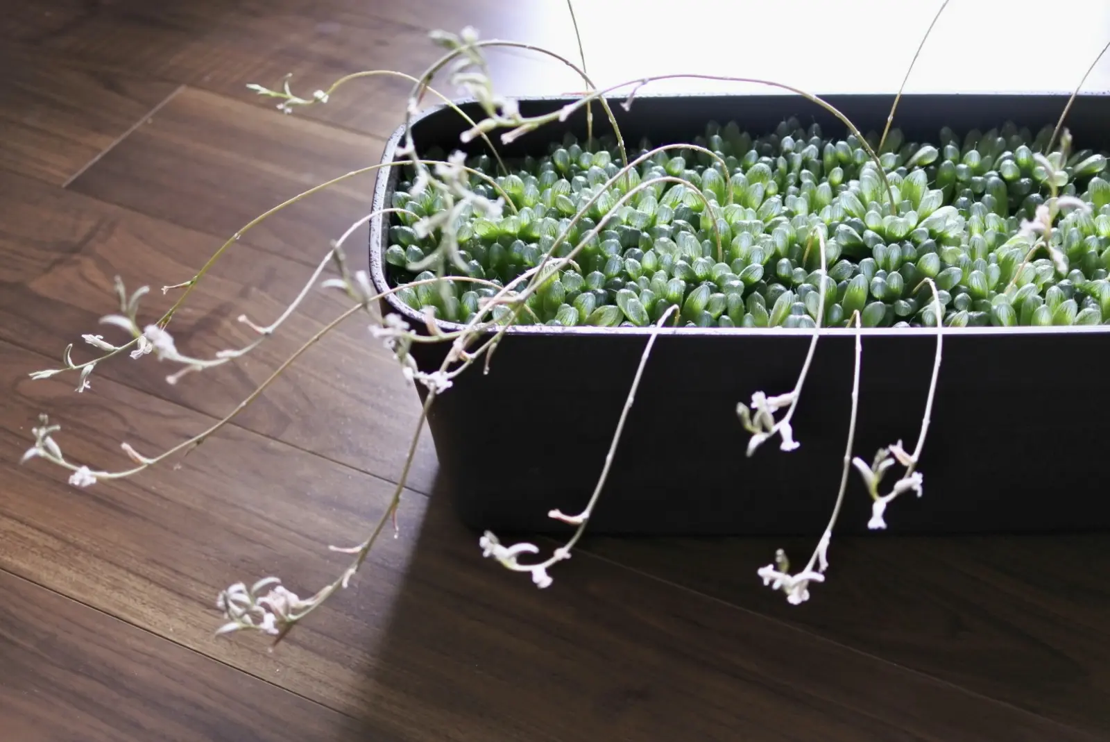 ハオルチア オブツーサ 花 群生 多肉植物