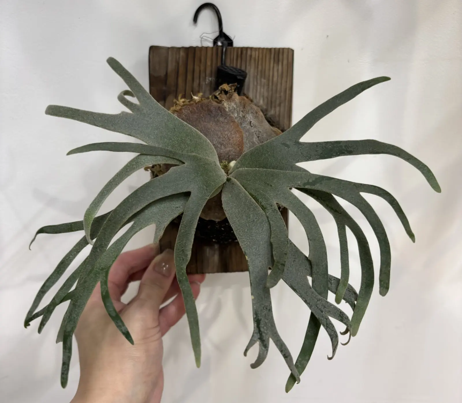 ビカクシダ ジェードガール