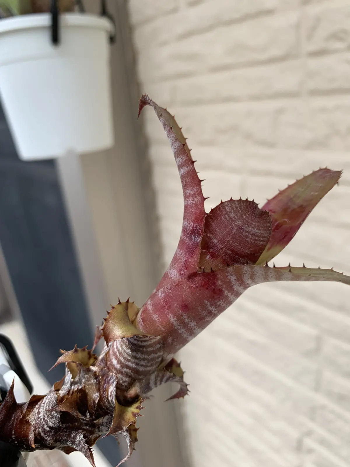 エクメア　クランベリーフロスト　子株