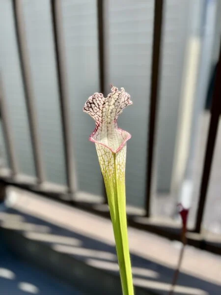 サラセニア　レウコフィラ　ホスフォード　食虫植物