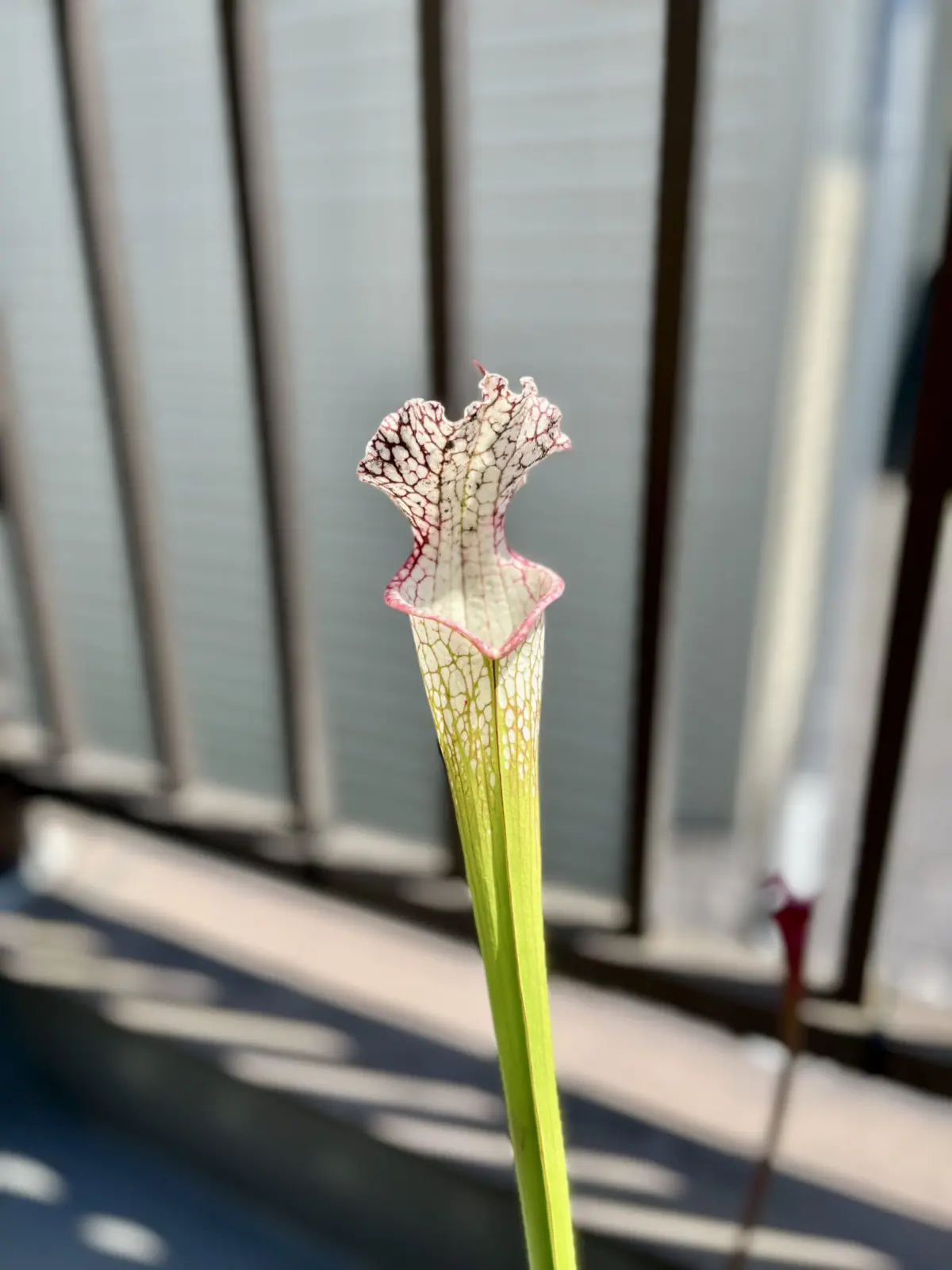 サラセニア　レウコフィラ　ホスフォード　食虫植物