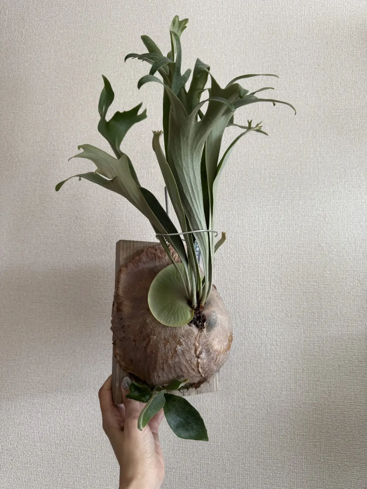 ビカクシダ　キヨマサ