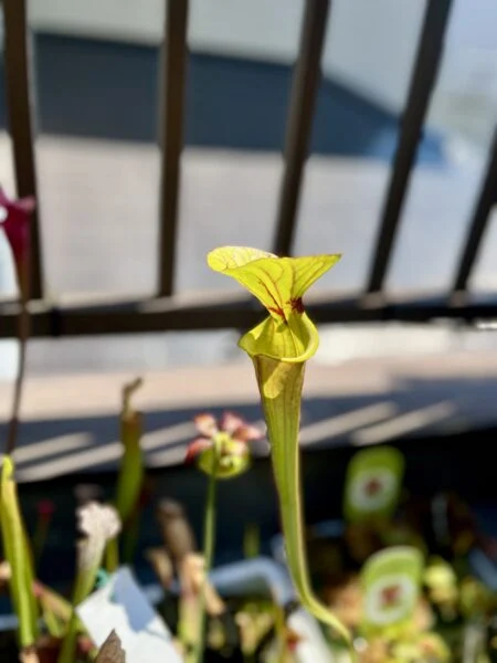 サラセニア　フラバ　ルブリコーポラ　食虫植物