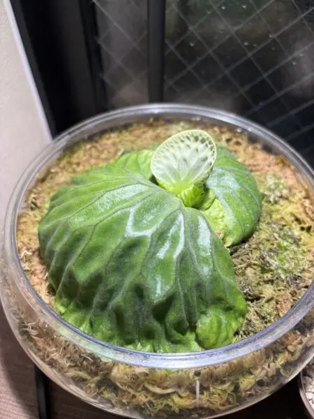 ビカクシダ　マダガスカリエンセ