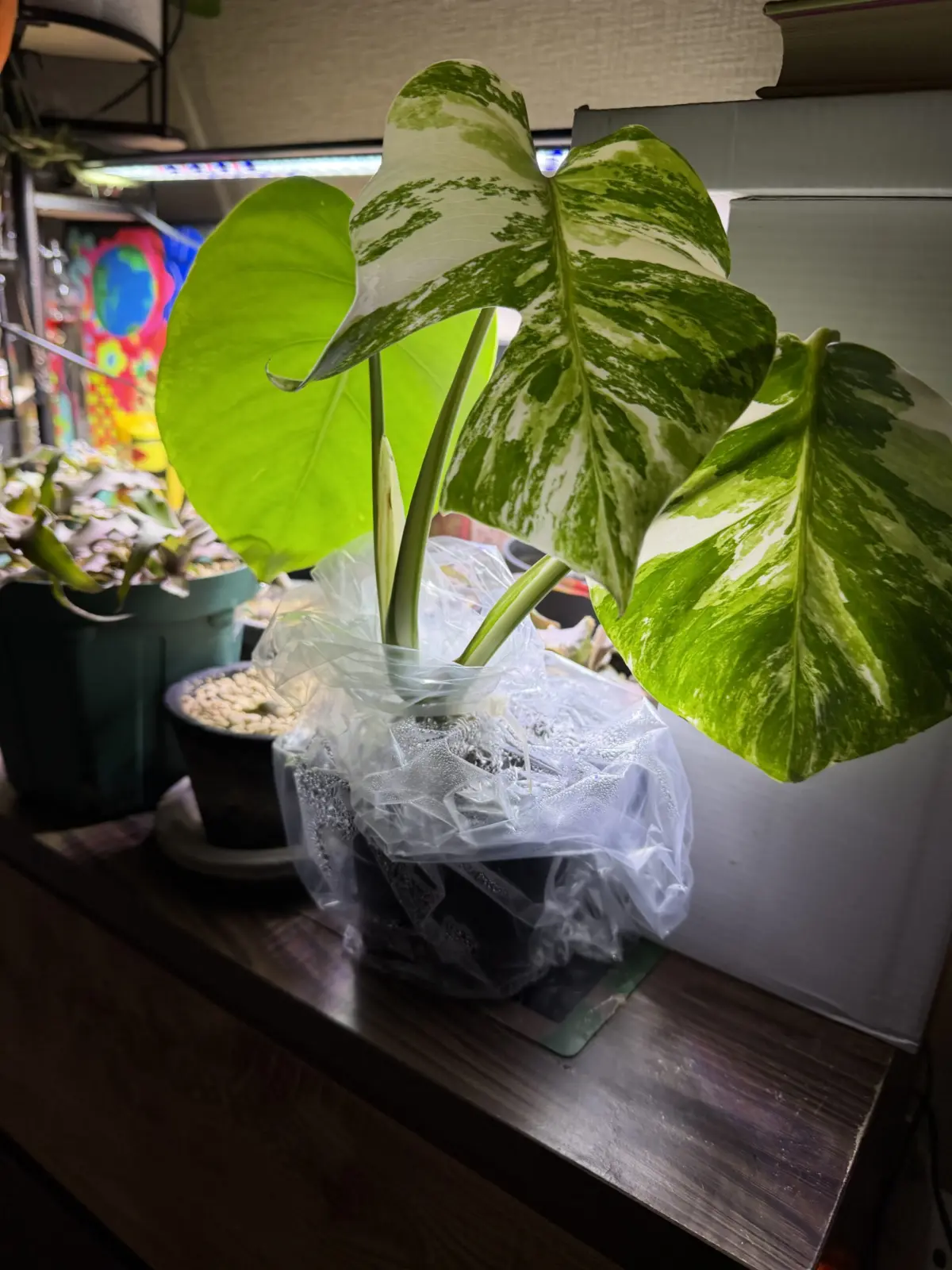 モンステラ　ホワイトタイガー