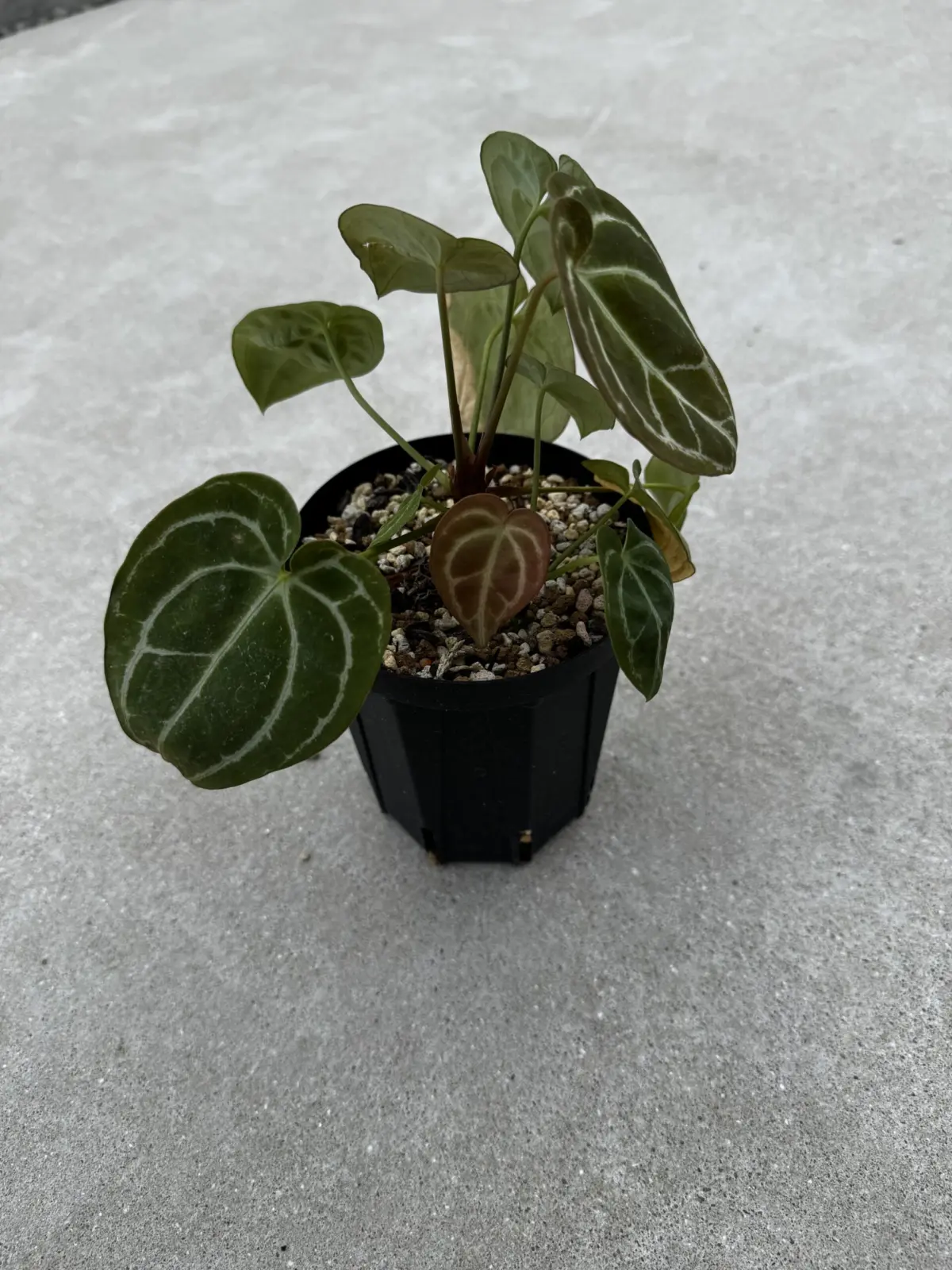 アンスリウム　クリスタリナム