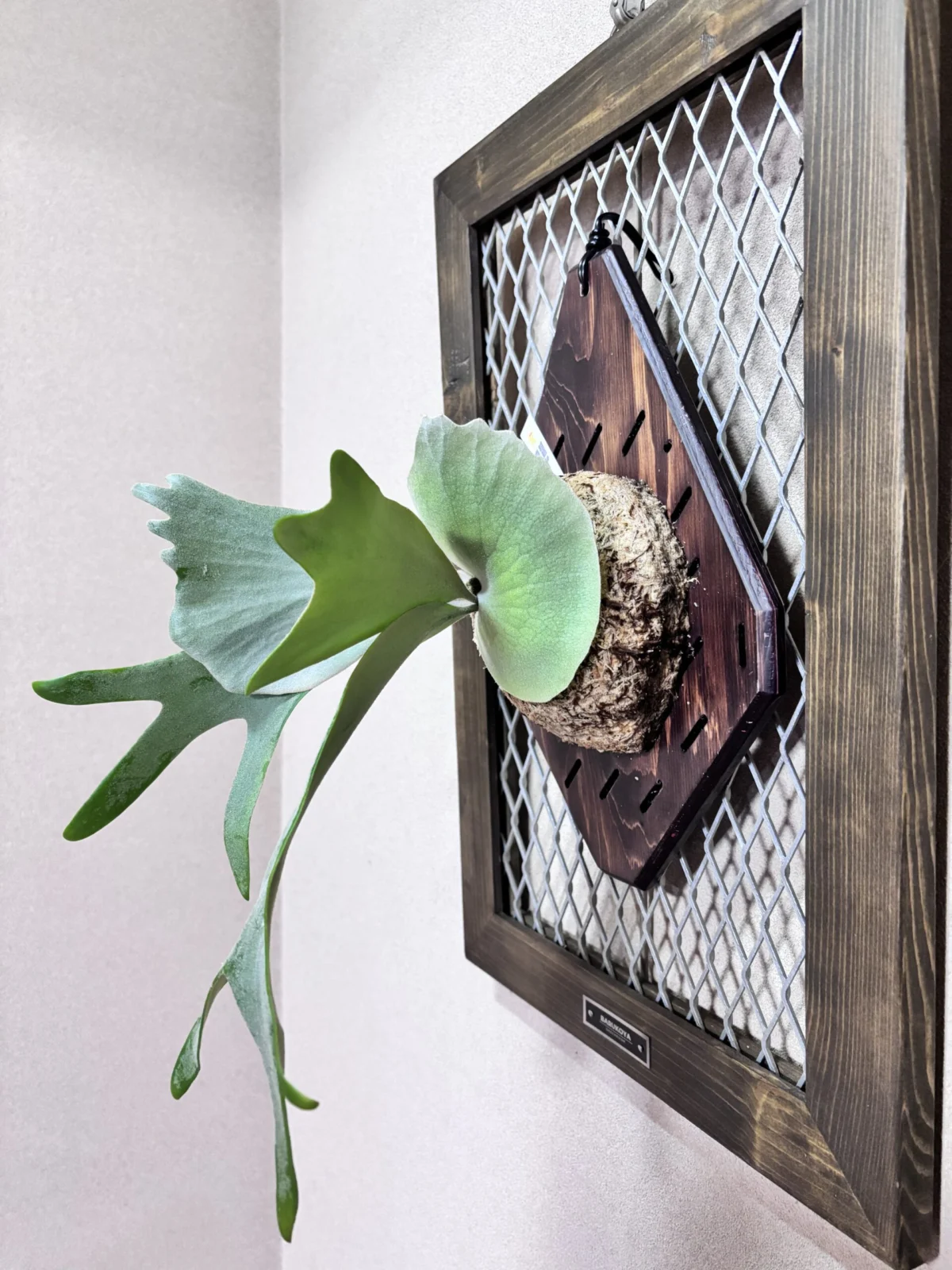 ビカクシダ　ジョー