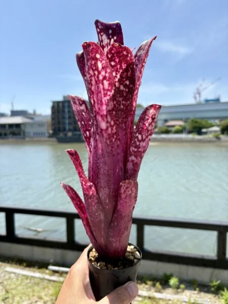 ビルベルギア ハレルヤ