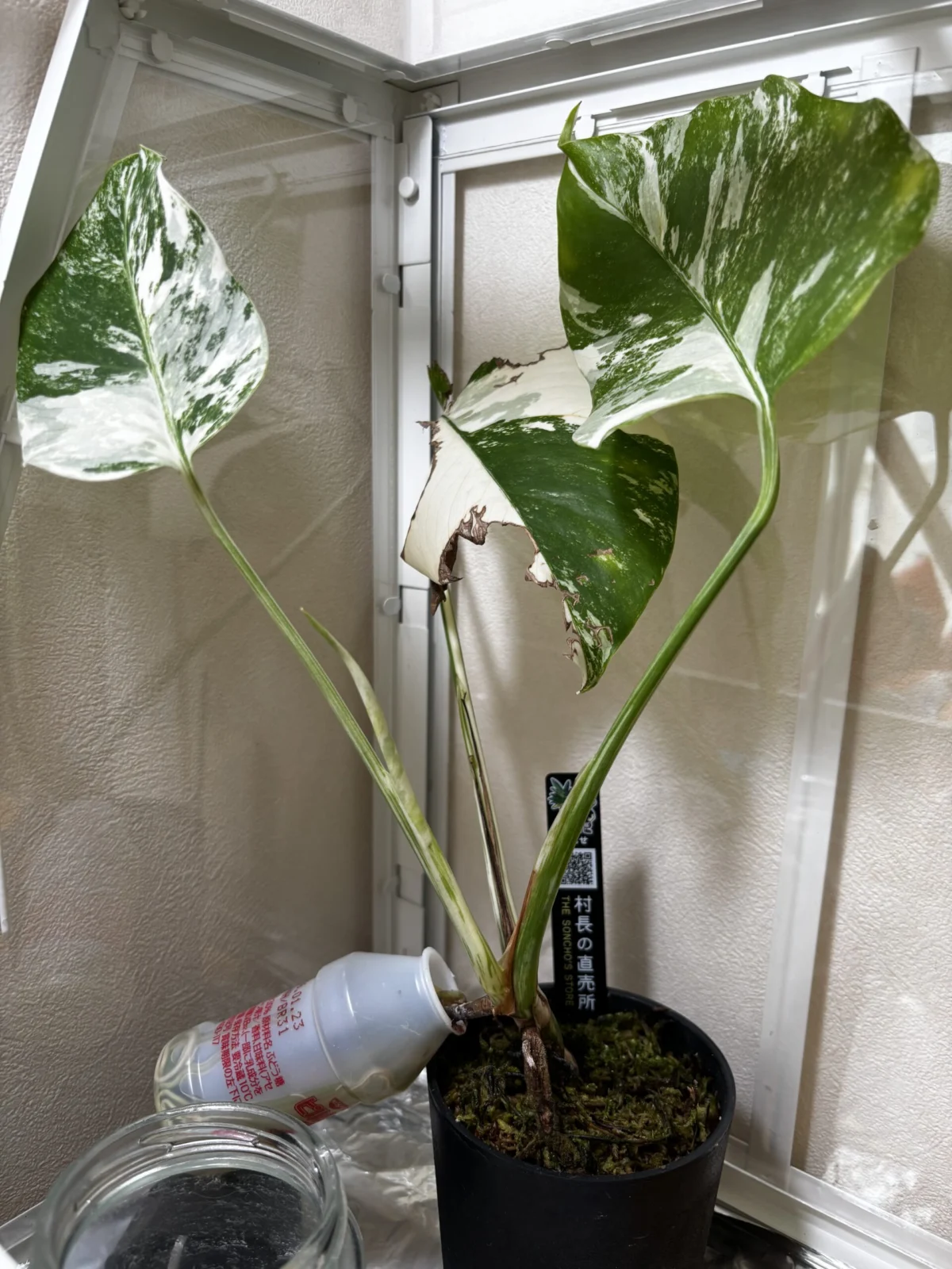 モンステラ　斑入り