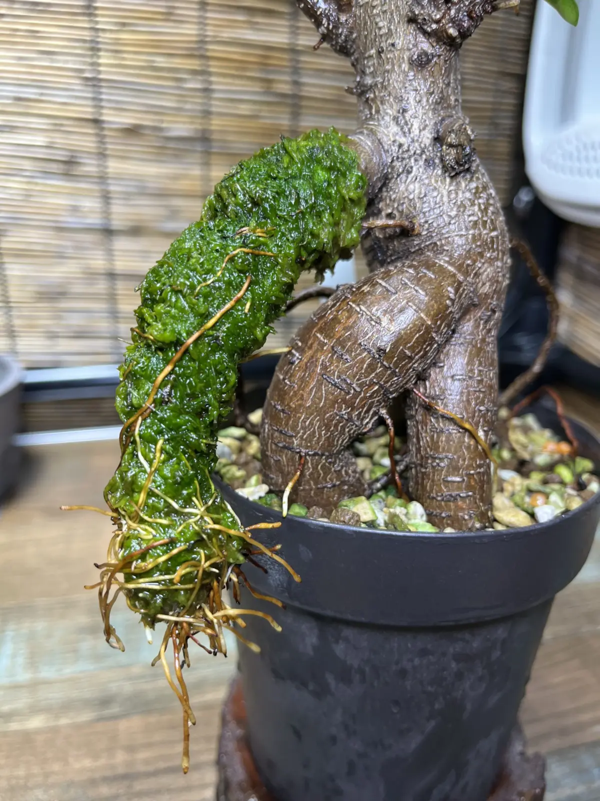 ガジュマル　気根チャレンジ　⑪