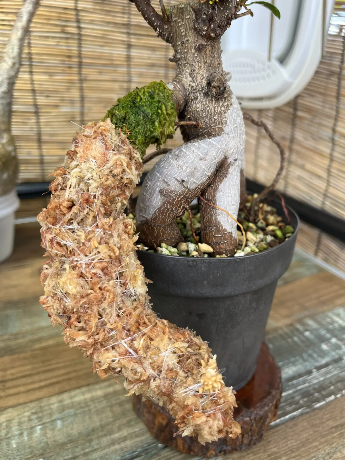 ガジュマル　気根チャレンジ　⑫