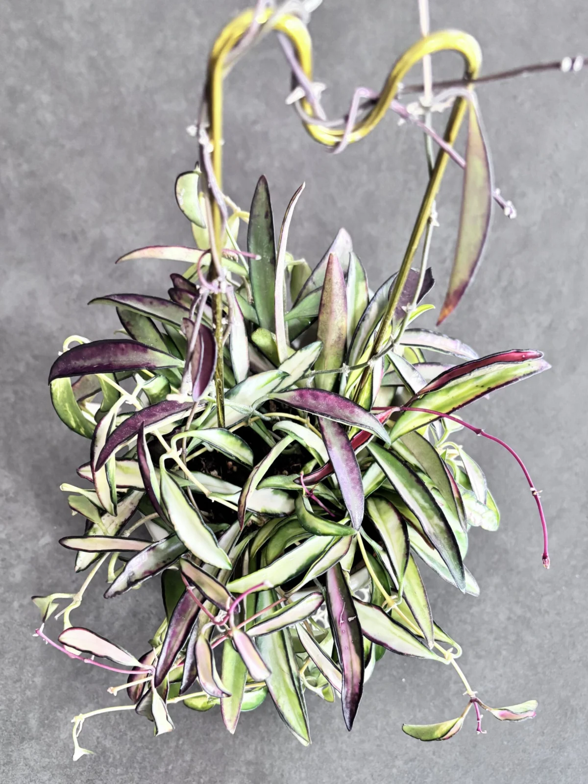 ホヤ　ケンティアナ　バリエガータ　　斑入り