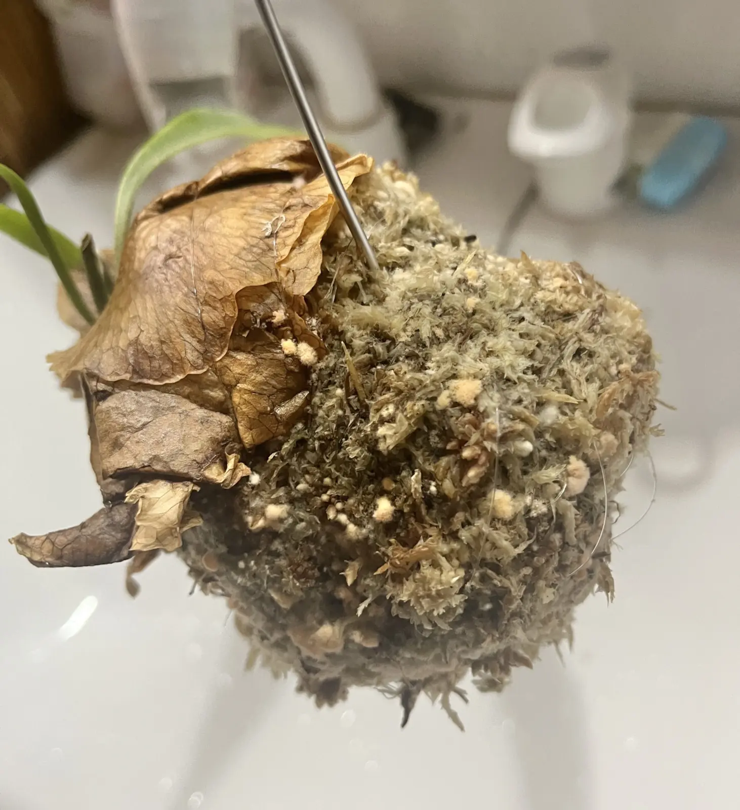 ビカクシダ 苔玉 カビ