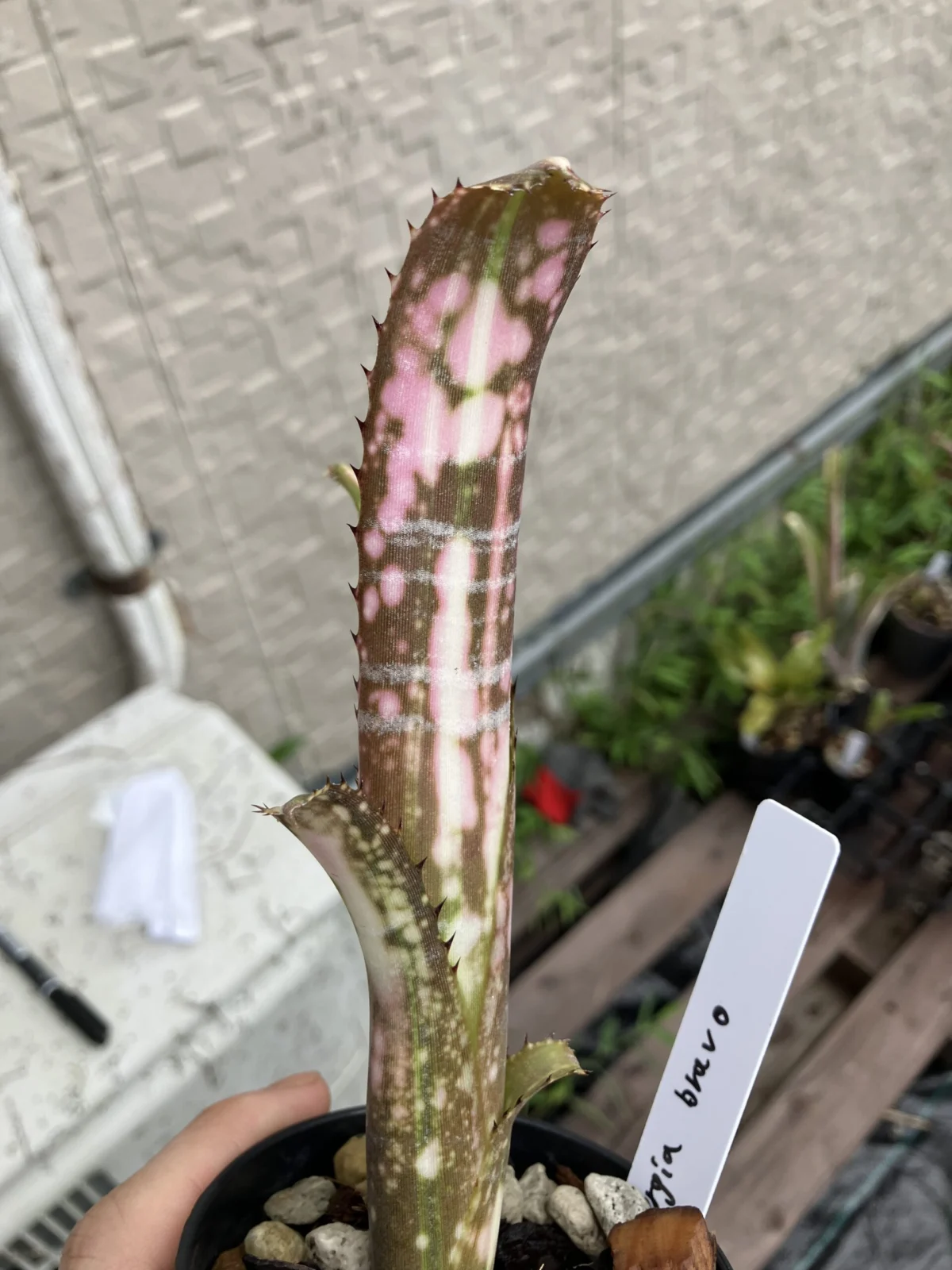 ビルベルギア　ブラボー②