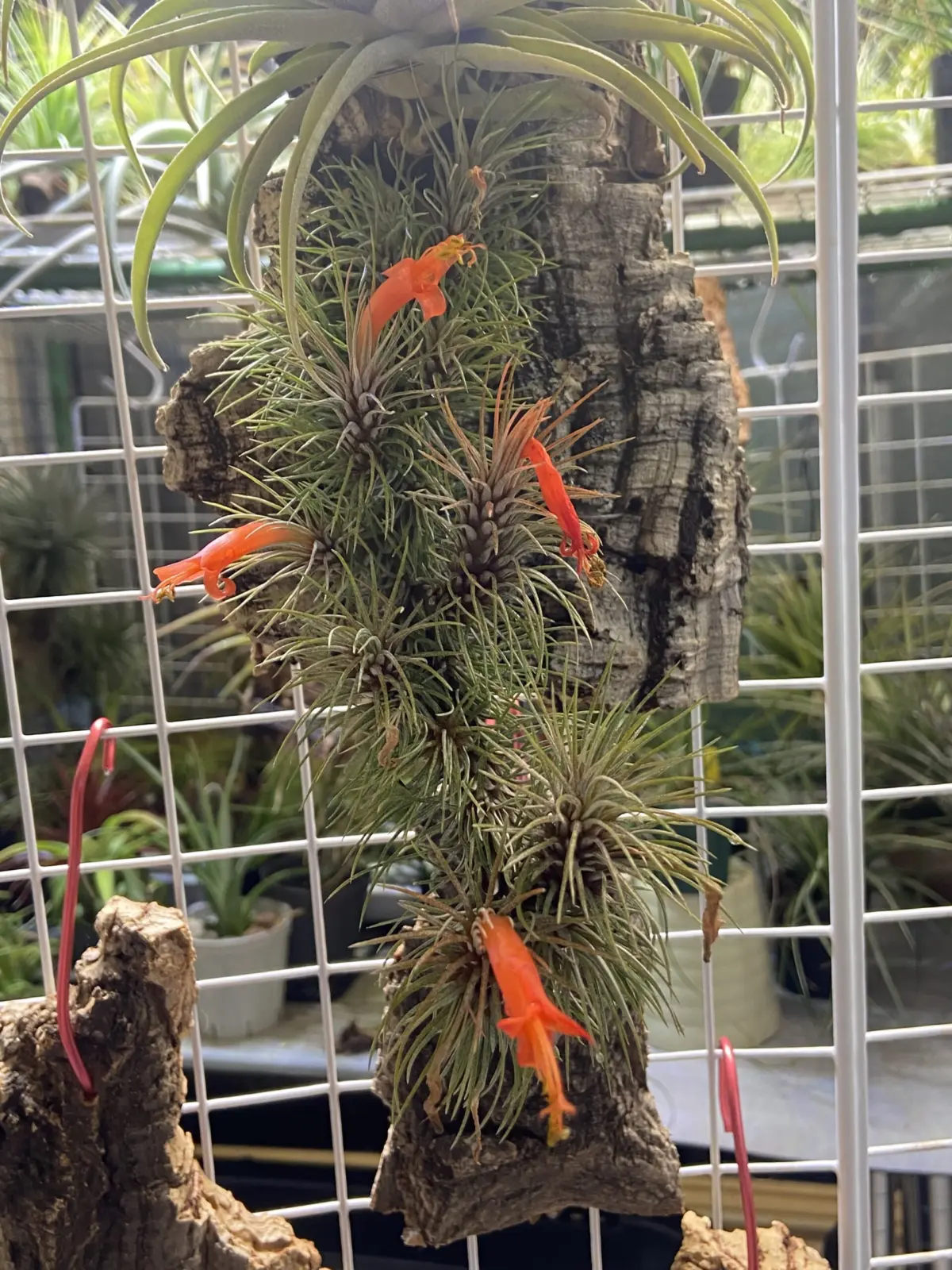 ティランジア　フンキアナ　レクルビフォリア