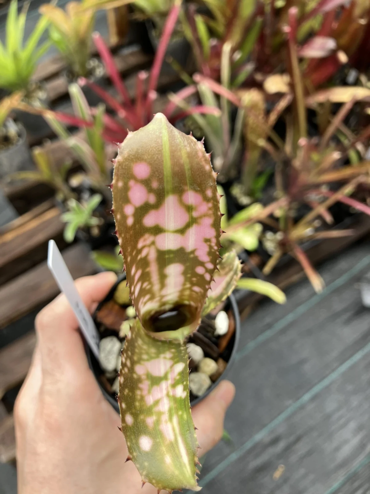 ビルベルギア　ブラボー