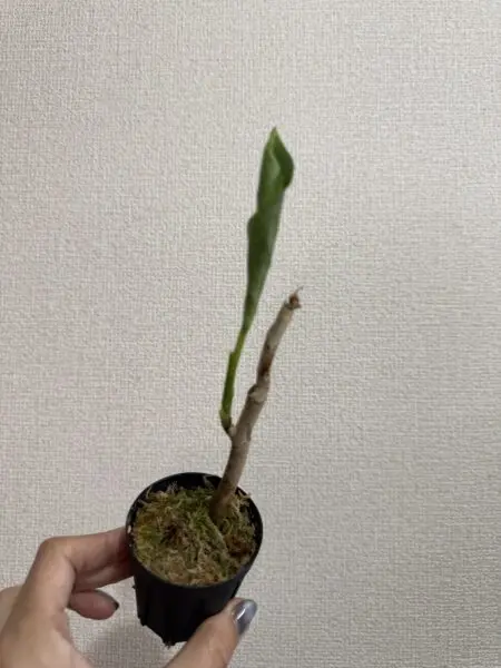 アグラオネマ　ピクタム　トリカラー　②
