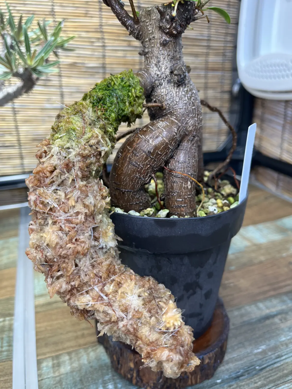 ガジュマル　気根チャレンジ　⑬
