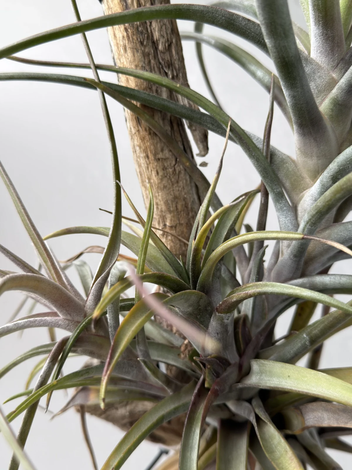 ティランジア ノバキー