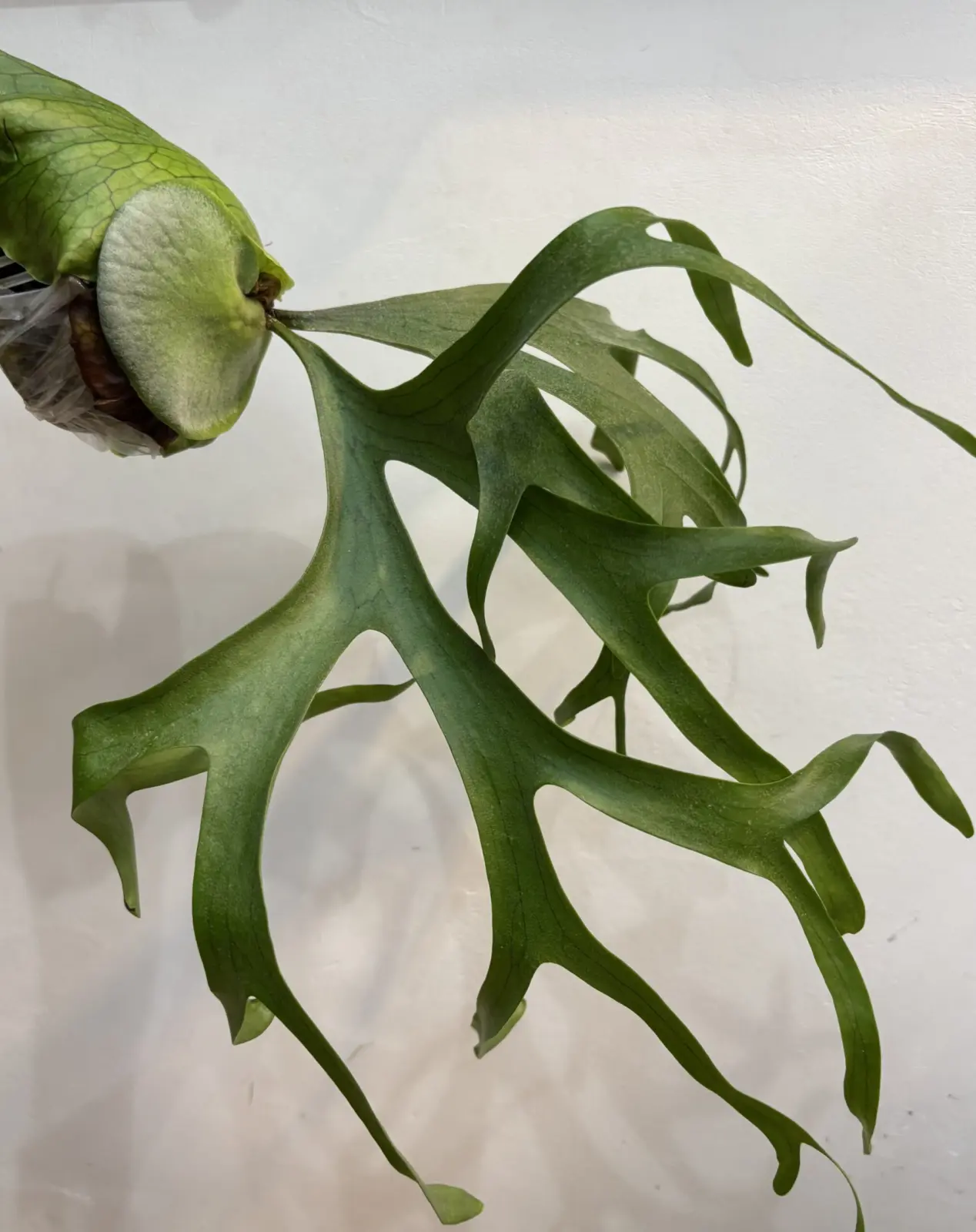 ビカクシダ コロナリウムコンパクタ